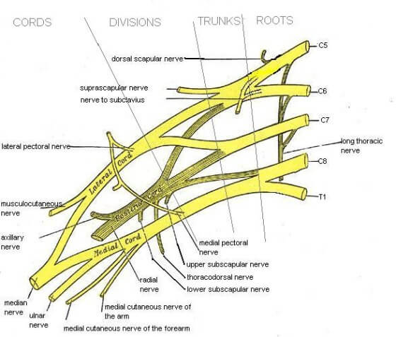 brachial plexus injuries