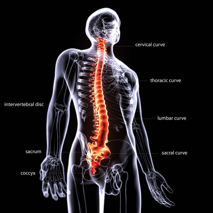 spinal cord inju